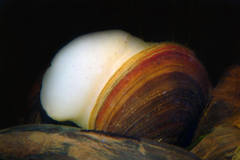 Bivalve d''acqua dolce